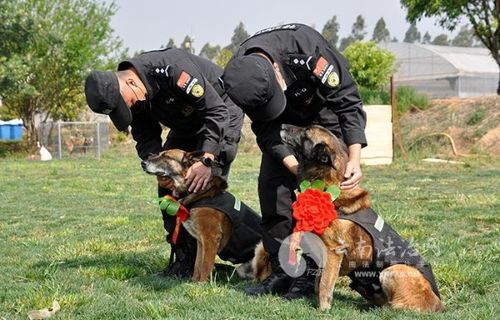 云南一警犬连续4周被基地“通报”