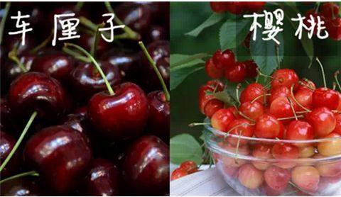 车厘子价格暴跌80%