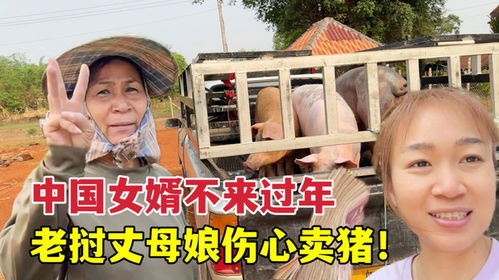 16个外甥来过寒假 舅舅备了3头猪