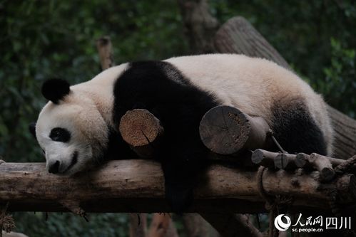 成都的树上长熊猫了