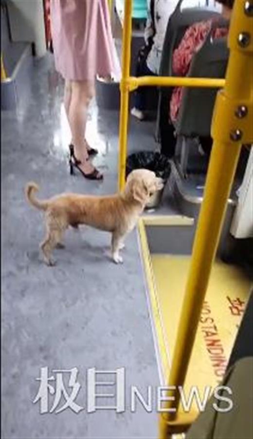 网友放假回家被小狗们围观