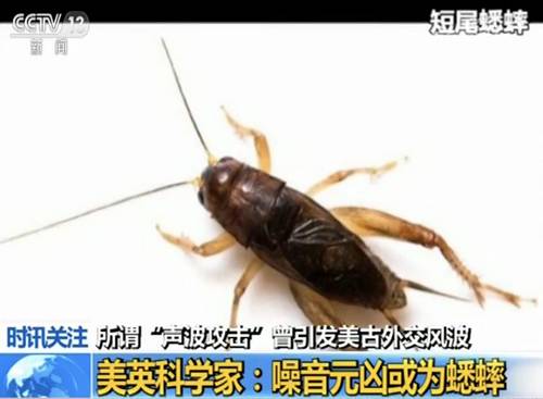 专家：灶王爷的原型可能是蟑螂