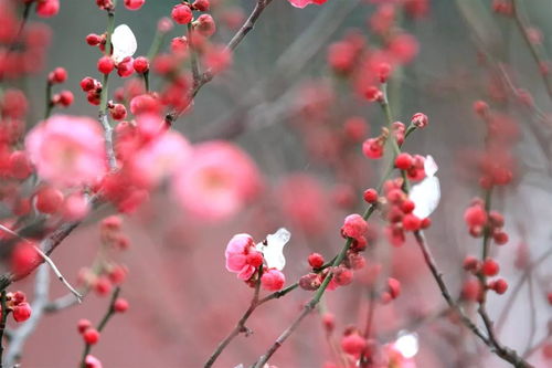 南京玄武湖开出罕见6瓣梅花