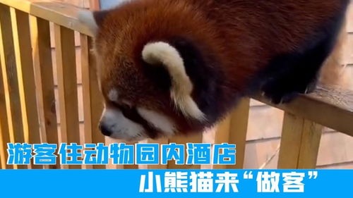 男子住动物园酒店 被小熊猫进屋咬伤