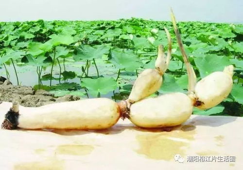 情人节要送藕 因为奇变“藕”不变