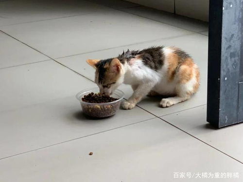 流浪猫生产后把小猫崽叼给店主