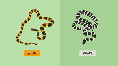 当大学生种出“银环蛇”甘蔗