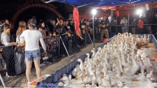男子花50元套圈被大鹅“上课”