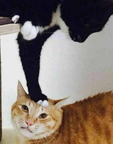 猫咪三番两次游走作死边缘