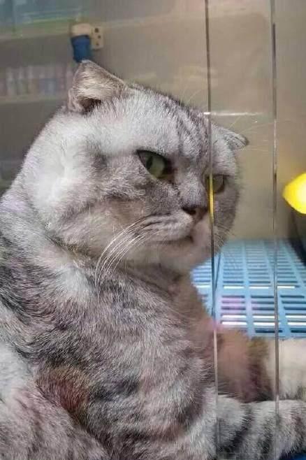 监控还原猫咪尸体被放课桌事件