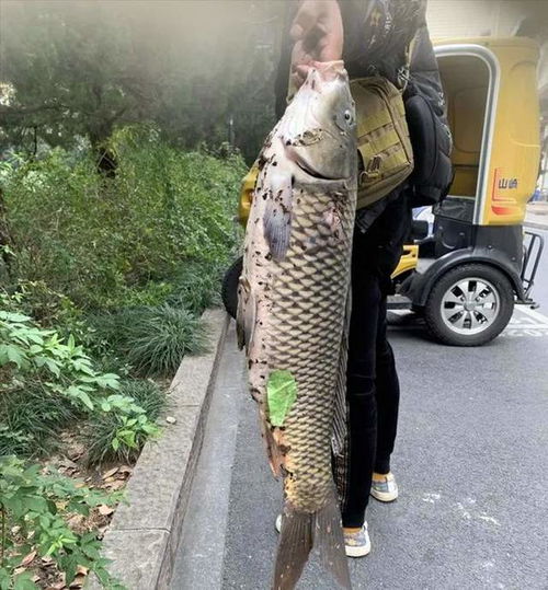 景区回应男子抄起六斤大鲤鱼就跑