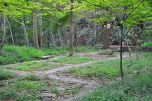 村民平整土地种树挖出秦汉行宫遗址