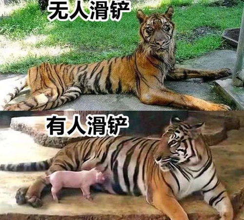12岁东北虎打针时瑟瑟发抖