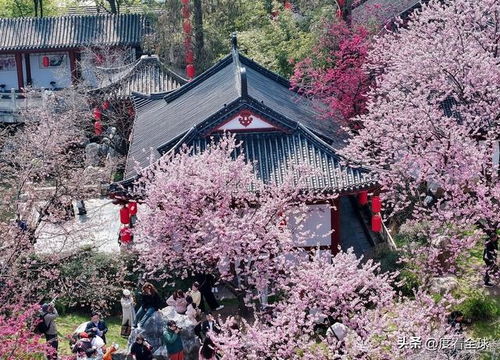 武汉东湖樱花园开园