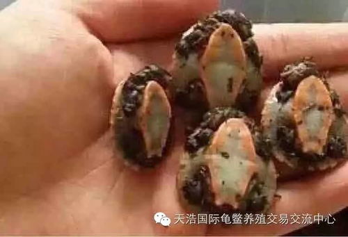 男子专门花钱买海水养珊瑚被嘲笑