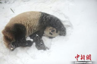 西藏棕熊被拍到雪地撒欢奔跑