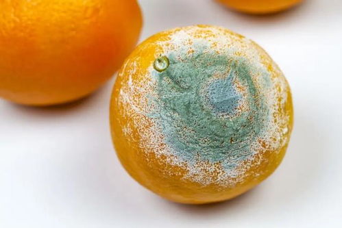 网上高价卖的发霉橘子有科研价值吗