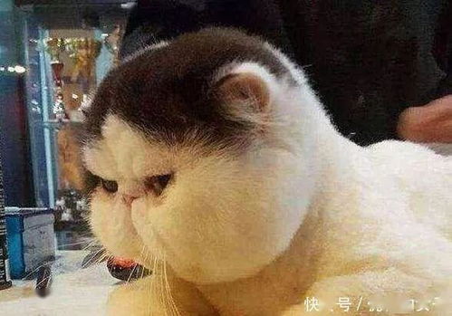 猫在洗衣机里洗了5分钟才被发现