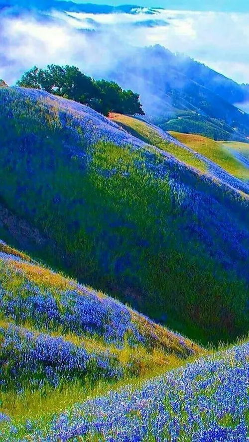 康辉点赞四川人间美景