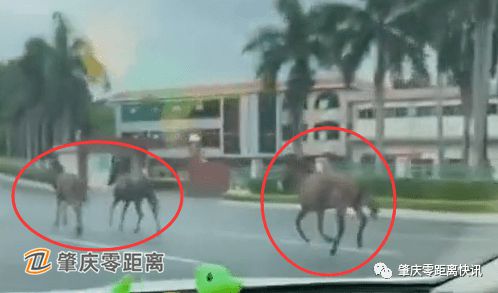 震中附近华人：酒店倒了几十栋