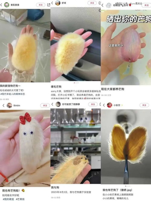 小狗洗澡后秒变被嗦过的芒果核