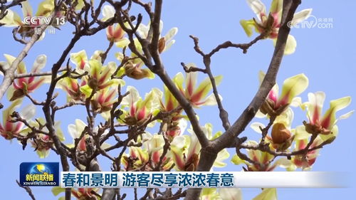 春和景明 游客尽享浓浓春意