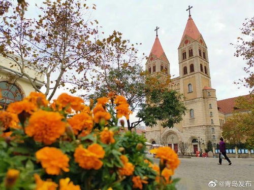 青岛文旅局回应孤独的树成网红景点