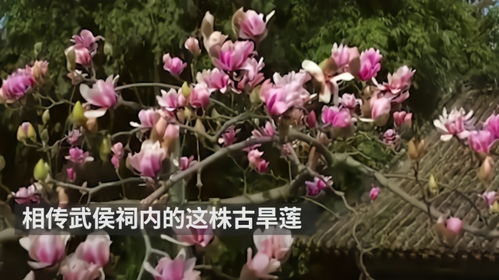 全国唯一的400多岁古旱莲开花