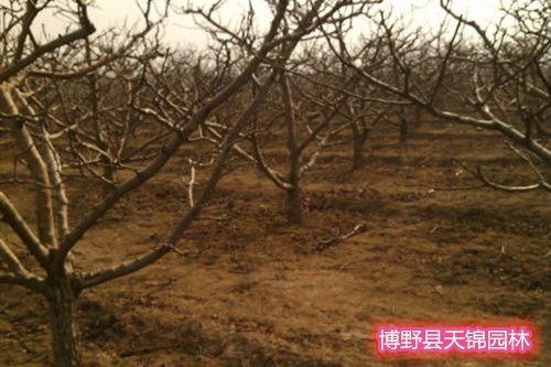 河北一道路现方形绿化树 当地回应