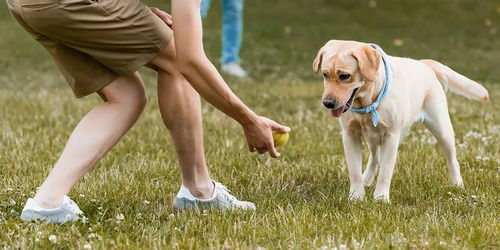7岁男孩上学途中遭3只大型犬撕咬