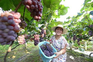 1条朋友圈求助保住400亩葡萄