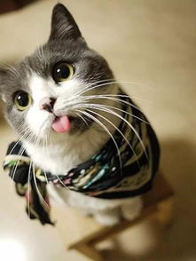 越南是唯一一个庆祝猫年的国家