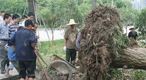 超1500年银杏树被吹倒后已扶正