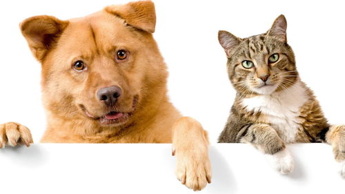 养了4年的猫把主人咬到输液1周