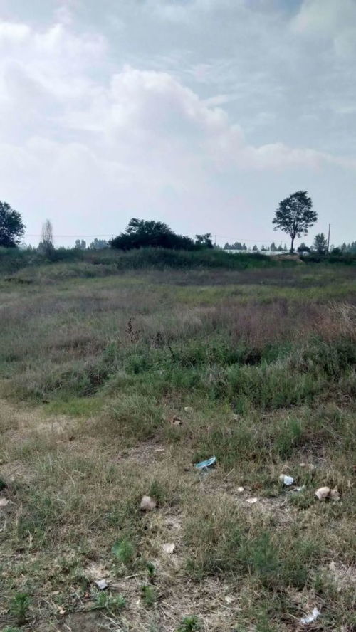 荒沙地变天然牧草地 农户未退耕获刑