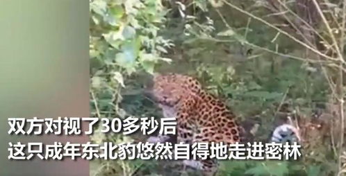 男子乘车遇野生东北豹