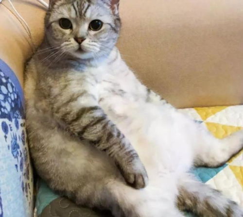 医院为掉进火锅受伤的猫免费治疗