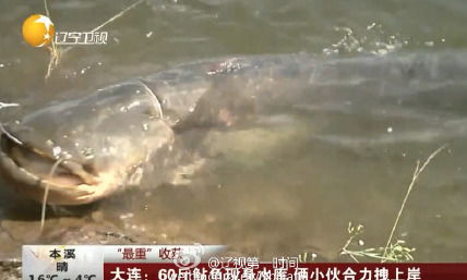 大连西山水库惊现成群“超大怪鱼”