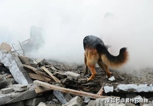 汶川地震67只搜救犬已全部离世