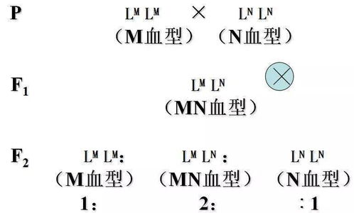 湖南郴州发现全新B等位基因型血型
