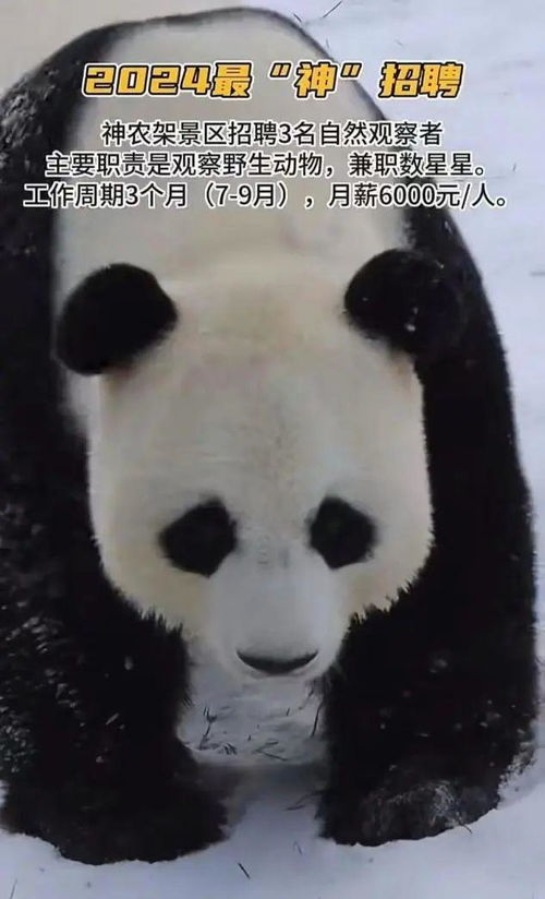 男子遇夜跑大熊猫一开始以为是猪