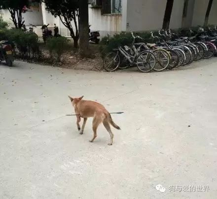 安徽一高校内两只流浪狗中毒身亡
