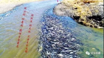 赤峰达里湖百万华子鱼逆流而行